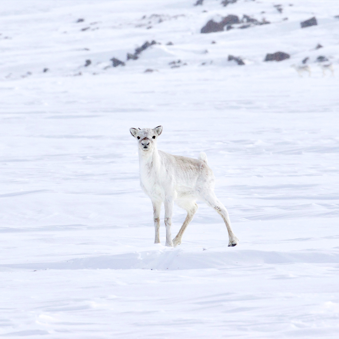 Featured image for “Caribou Conservation Guided, Enacted, and Embodied by Inuinnait and the Killinikmiut Tuktuit”